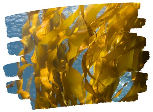 Kelp